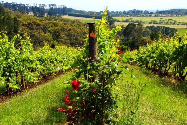 Mornington Peninsula Sightseeing Private Full Day Tour from Melbourne 2-6 guests - Image 5