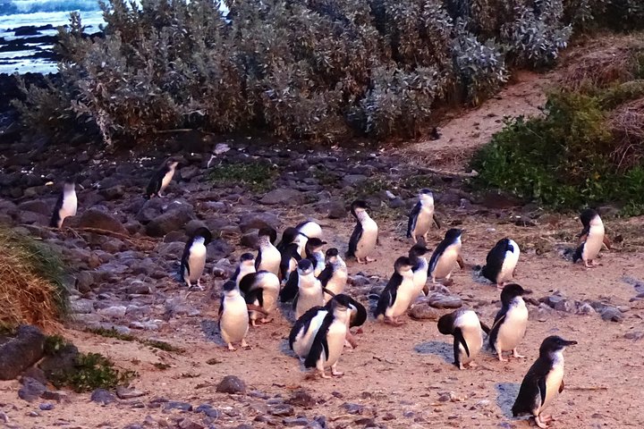 Phillip Island Private Experience - Image 1