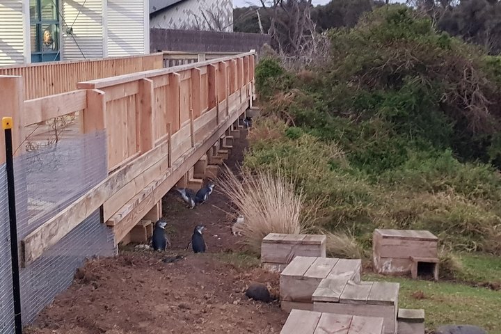 Phillip Island Private Experience - Image 2