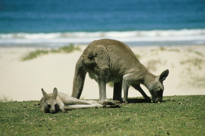 Private Great Ocean Road Full Day Tour - 1 Day Tour - Image 3