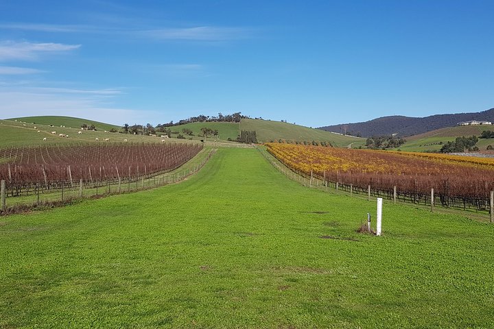 Private, Luxury and Tailored Yarra Valley Wine Tour - Image 2