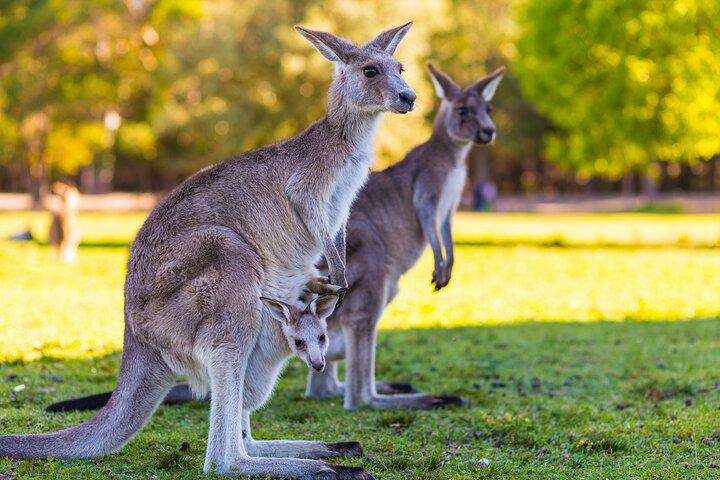 Private Three Day Great Ocean Road Tour - Image 3
