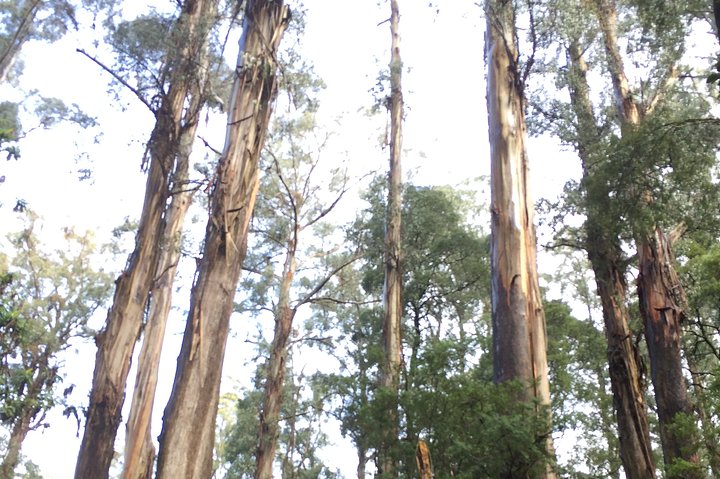 [Private Tour] Healesville Sanctuary Wildlife & Puffing Billy Steam Train - Image 3