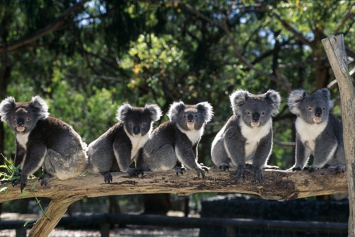 [Private Tour] Healesville Sanctuary Wildlife & Puffing Billy Steam Train - Image 1