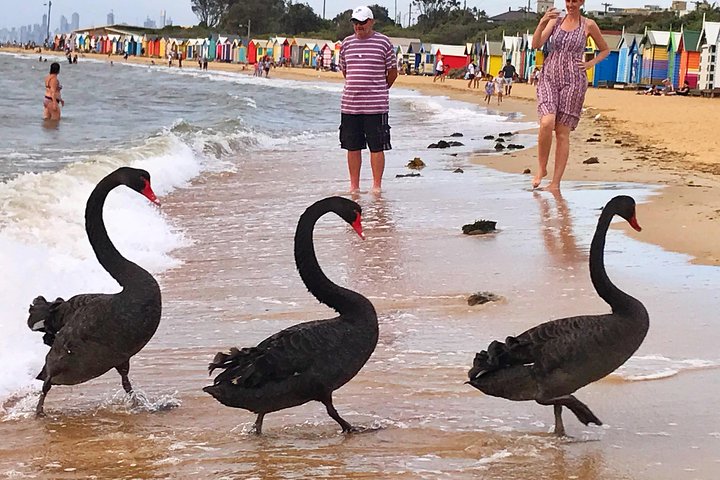 [PRIVATE TOUR] Melbourne City And Bayside Beach Tour - Image 1