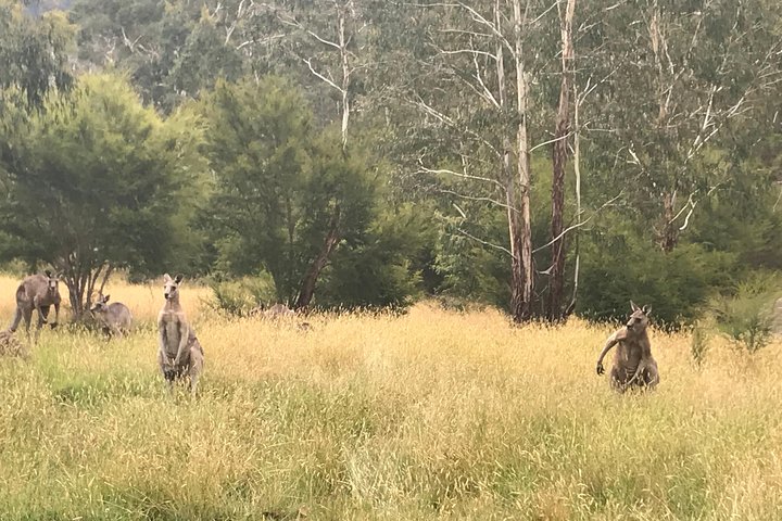 [PRIVATE TOUR] Mount Dandenong and Yarra Valley Winery Tour - Image 3
