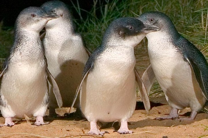 Private Tour of Phillip Island & Penguins with personal tour guide - Image 1