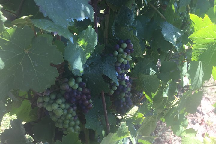 Private Tour of Yarra Valley 8 Hour Wine Tour - Image 4