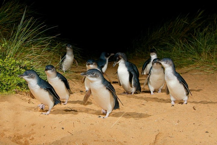 [Private Tour] “Penguin Parade” Phillip Island Tour.  - Image 5