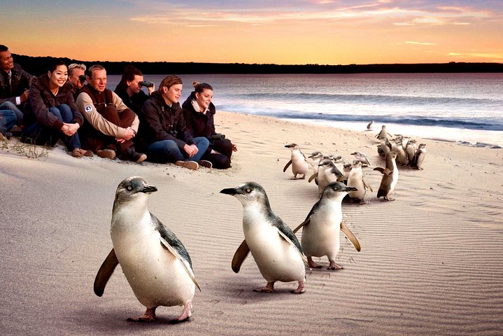 [Private Tour] “Penguin Parade” Phillip Island Tour.  - Image 1