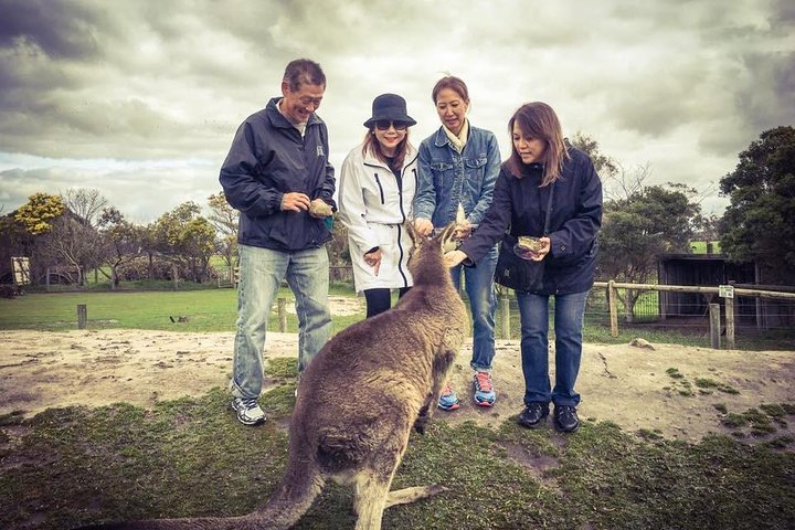 [Private Tour] “Penguin Parade” Phillip Island Tour.  - Image 4