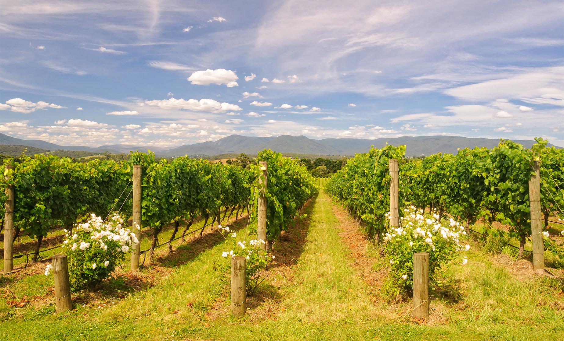 Private Upper Yarra Valley Experience - Image 1