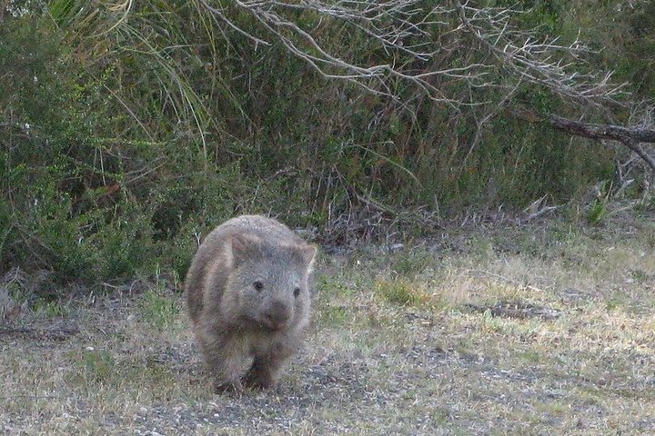 Shore Excursion-Healesville-Sanctuary-Private-Group- Max 7 PAX -Yarra Valley  - Image 4