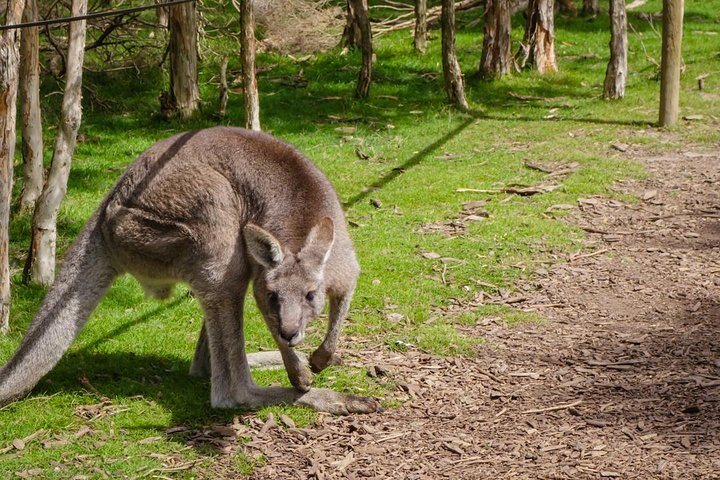 Shore Excursion Mornington Peninsula, Kangaroos, Lunch & Wine - Image 4