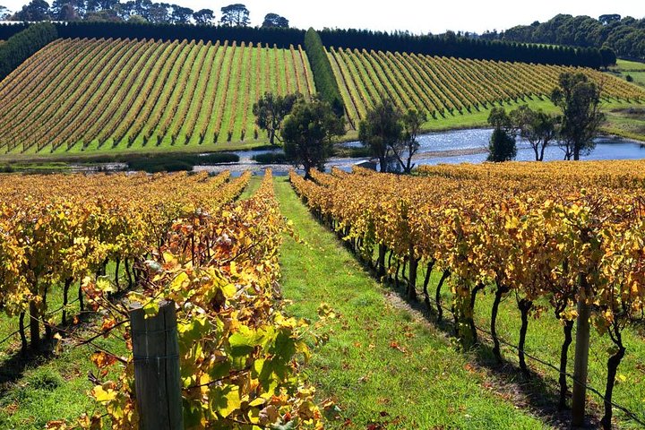 Shore Excursion Mornington Peninsula, Kangaroos, Lunch & Wine - Image 2
