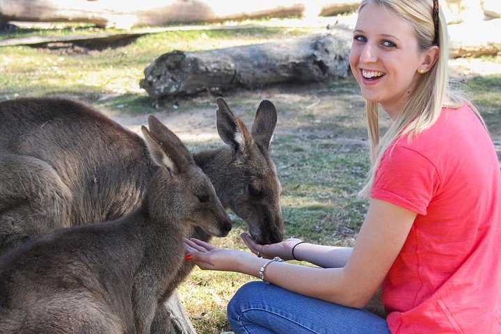 Shore Excursion Mornington Peninsula, Kangaroos, Lunch & Wine - Image 1