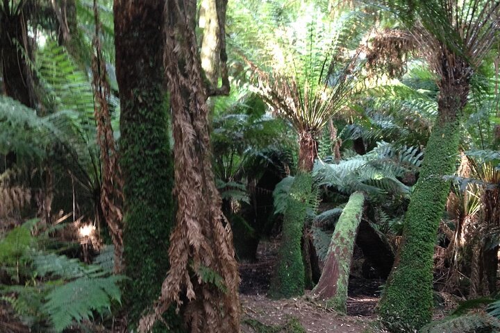 Unique, Fun, Personalised One-on-one Tours & Activities of Melbourne & Surrounds - Image 5