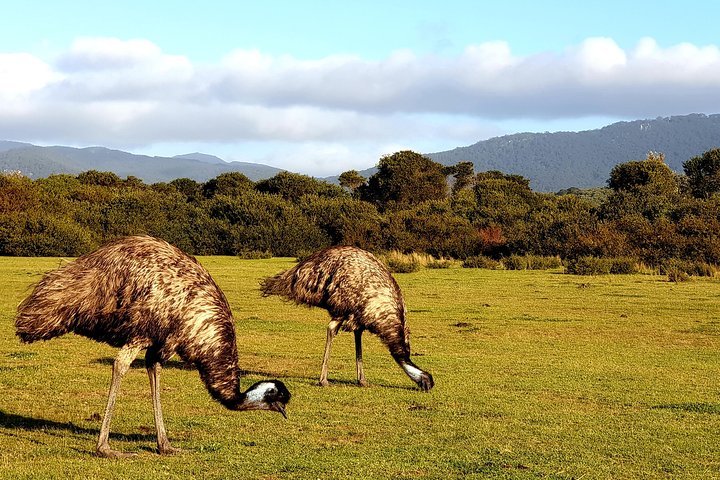 Wilson's Promontory & Phillip Island - 'Prom & Penguins' Tour - Image 5