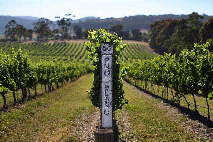 Yarra Valley Premium Tour inc Lunch and Cheese and Wine Pairing at De Bortoli - Image 4