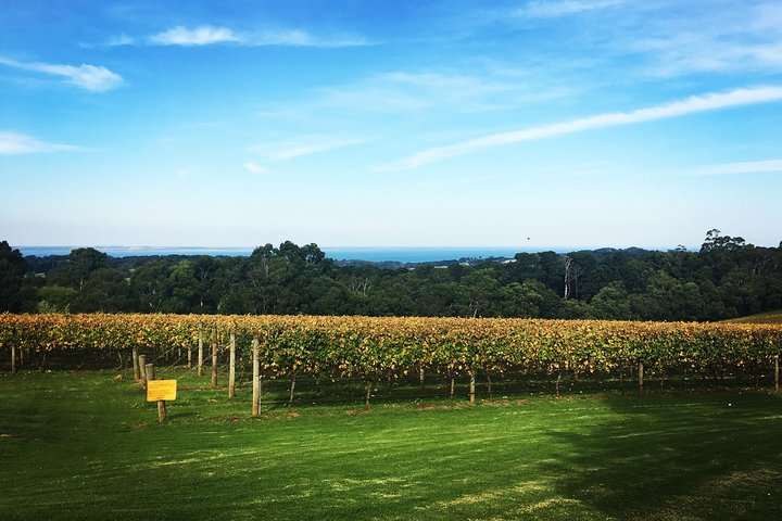 Yarra Valley Private Car Winery Tour And Chocolate.1-7 Passengers One Car Price  - Image 2