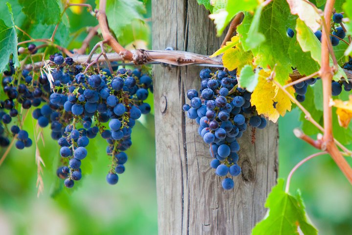 Yarra Valley Private Car Winery Tour And Chocolate.1-7 Passengers One Car Price  - Image 4