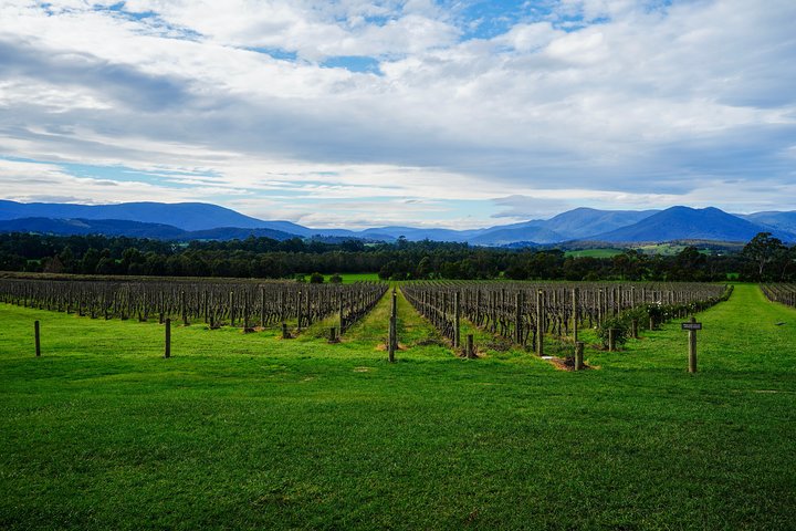 Yarra Valley Private Car Winery Tour And Chocolate.1-7 Passengers One Car Price  - Image 5