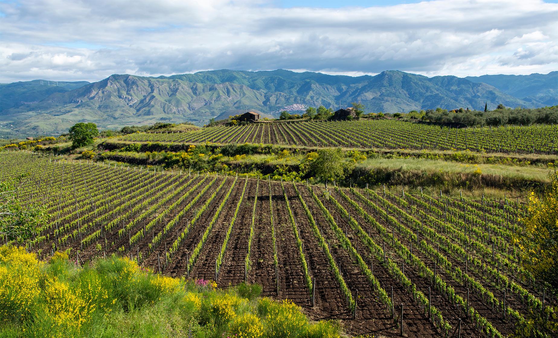 Etna Wine Experience - Image 1