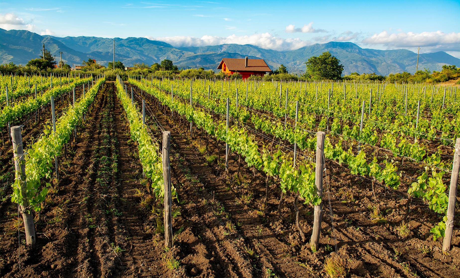 Private Mount Etna and Wine Tasting - Image 1