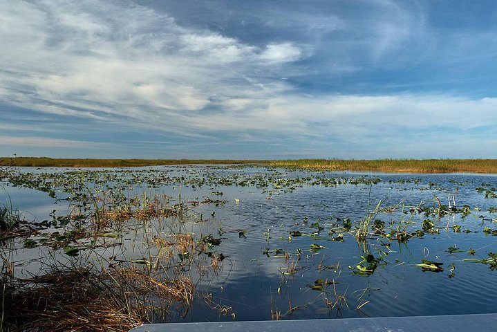 1-Hour Air boat Ride and Nature Walk with Naturalist in Everglades National Park - Image 5