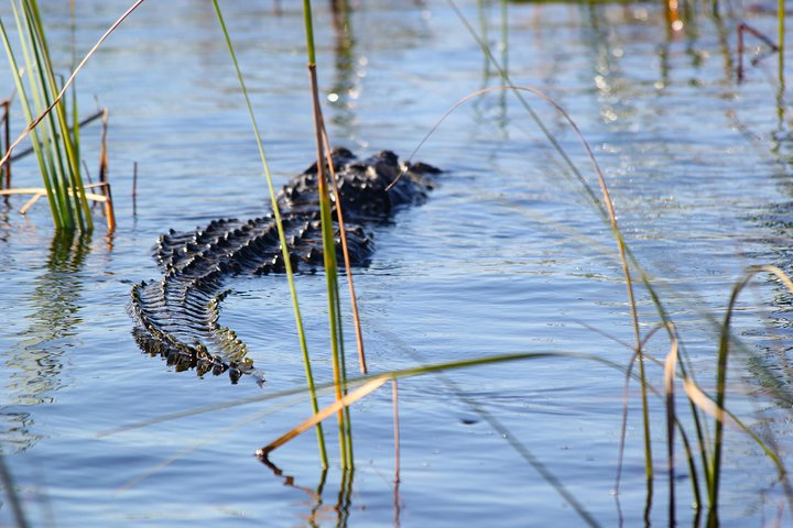 Afternoon Everglades Airboat and Wildlife Exhibit - Image 2