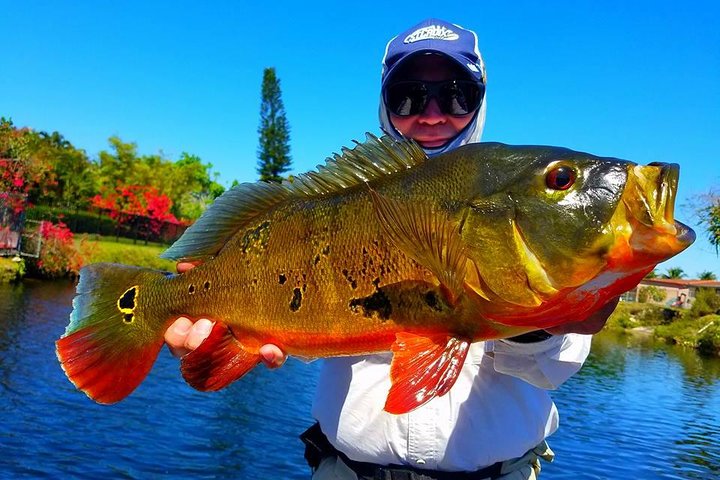 All Day Miami Peacock Bass Fishing Trip - Image 1