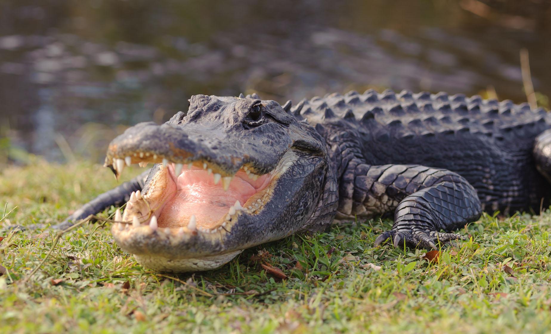 Biscayne Bay Sightseeing Cruise and Miami Everglades Airboat Tour - Image 1