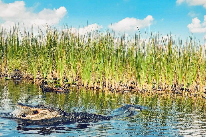 Do the Everglades Excursion from Miami - Image 2