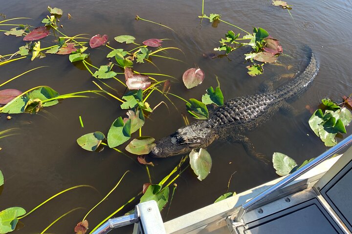 Everglades Airboat with free round-trip transport option - Image 5