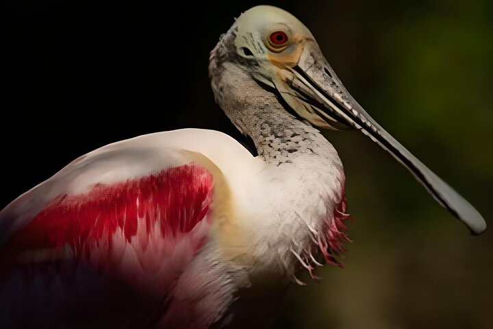 Everglades Immersion Tour: The Ultimate Everglades Adventure - Image 5