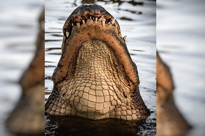 Everglades Immersion Tour: The Ultimate Everglades Adventure - Image 3