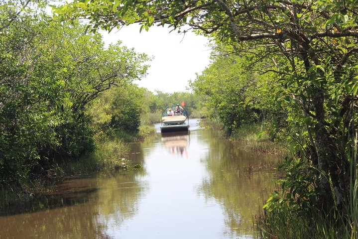 Everglades & Miami city tour with experienced guide in small group - Image 3
