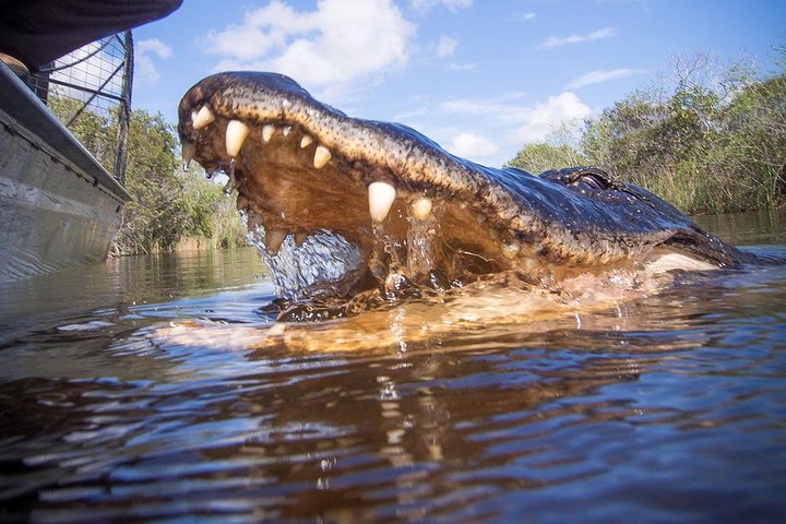 Everglades & Miami city tour with experienced guide in small group - Image 5