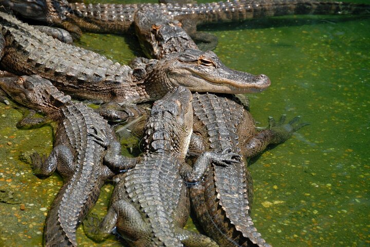 Everglades National Park & Airboat tour with Roundtrip Transfer - Image 1