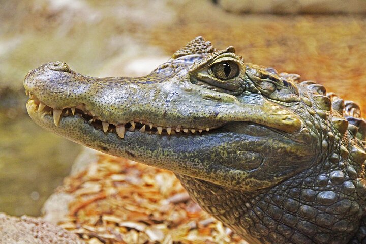 Everglades Tour from Miami 4 hours with 60min Airboat ride & free Group Photo - Image 2