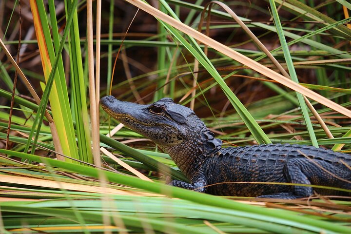 Everglades Tour from Miami 4 hours with 60min Airboat ride & free Group Photo - Image 5