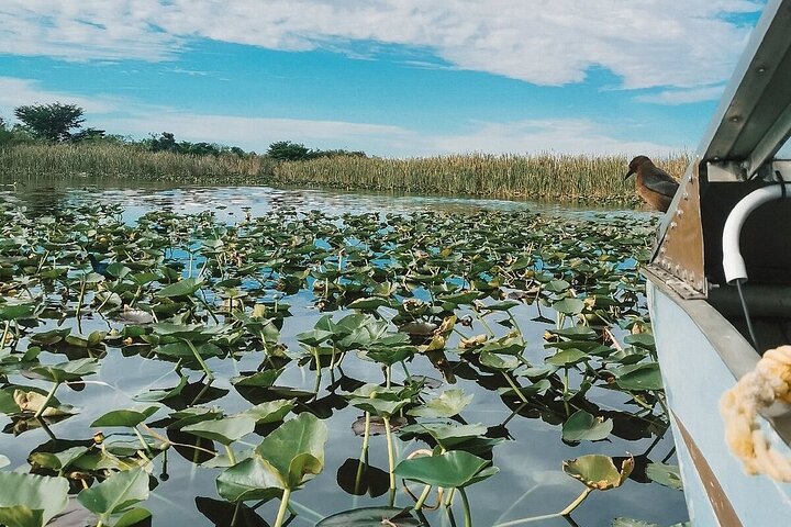 Everglades Tour with professional Tourguide inclusive pickup  - Image 2