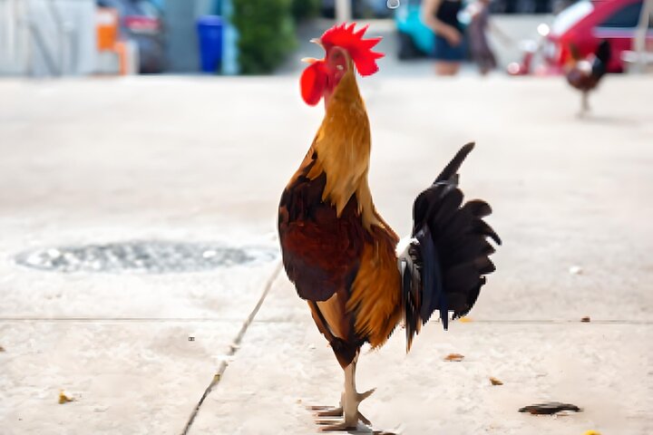 Key West: The Conch Republic Come Alive - Image 4