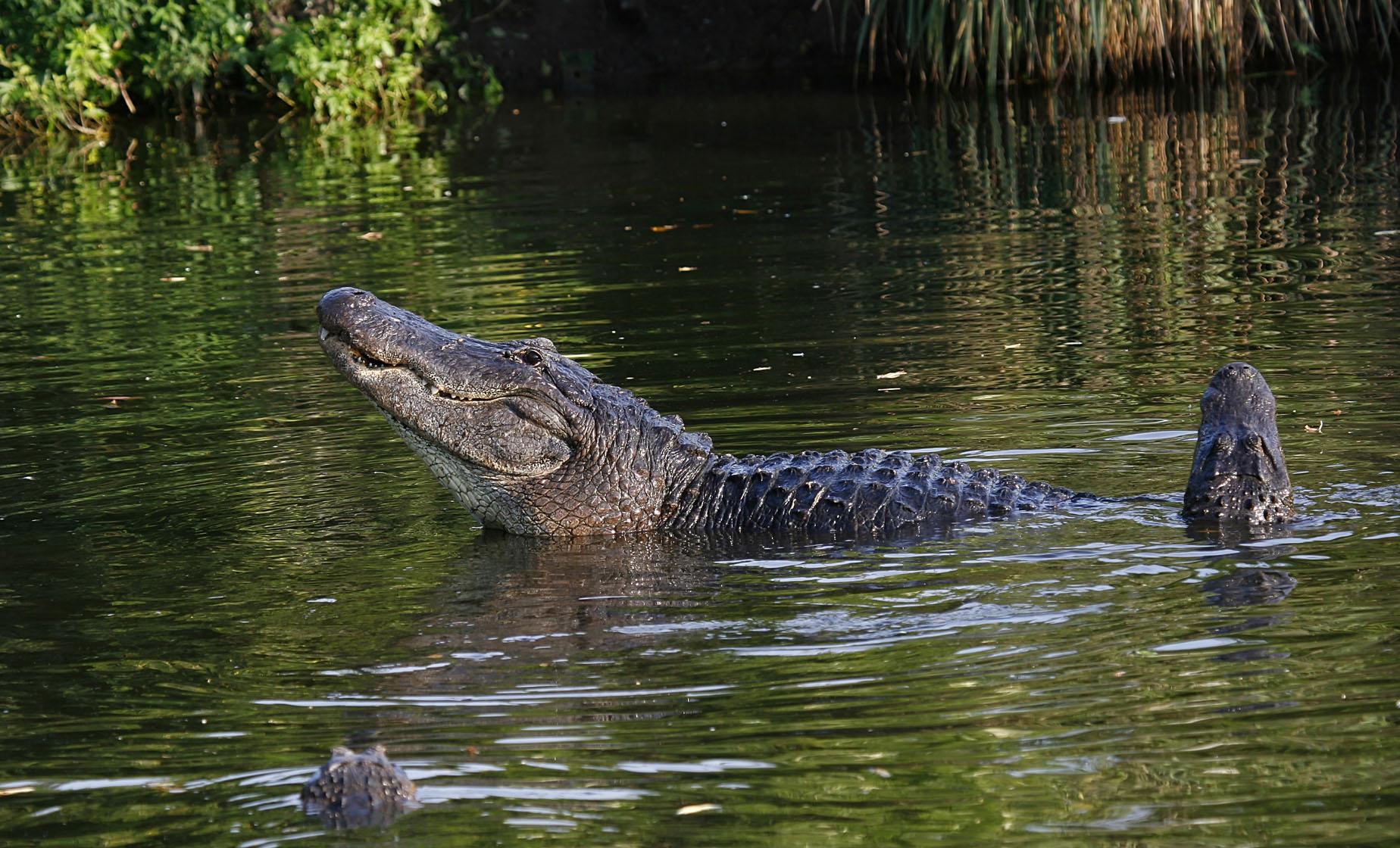 Miami Everglades Tour and Airboat Adventure with Transportation - Image 1