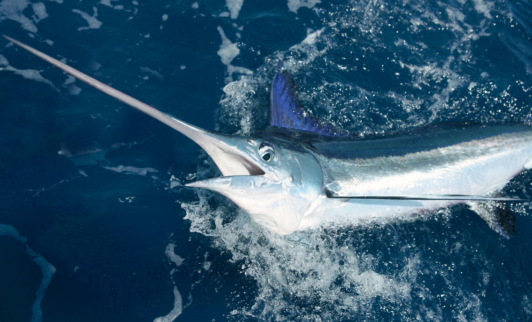 Miami Sport Fishing Trip - Image 1