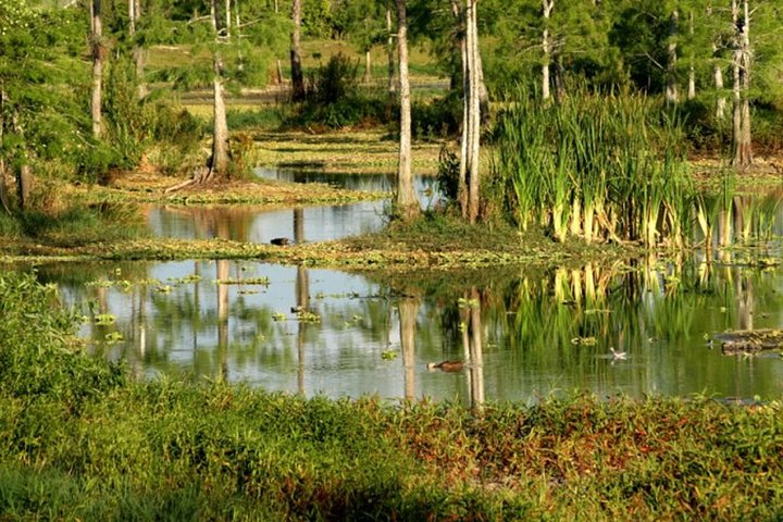 Private 4-Hour Exciting Everglades Tour - Image 2