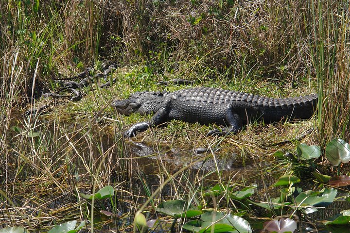 Private Everglades Airboat Tour including hotel pick up and Everglades specialist - Image 5