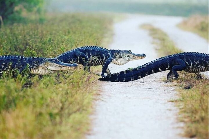  Private Everglades Tour: Explore the Beauty of the Everglades - Image 5