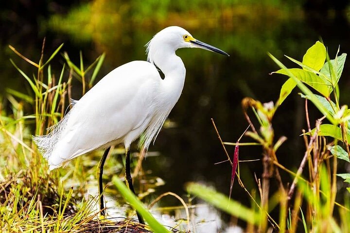  Private Everglades Tour: Explore the Beauty of the Everglades - Image 4