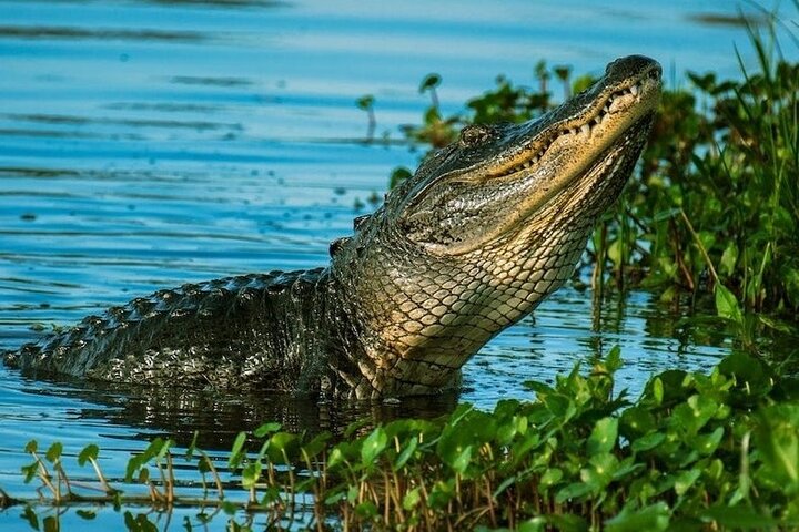  Private Everglades Tour: Explore the Beauty of the Everglades - Image 1